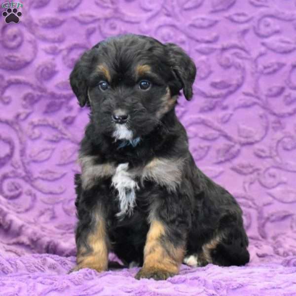 Deary, Mini Bernedoodle Puppy